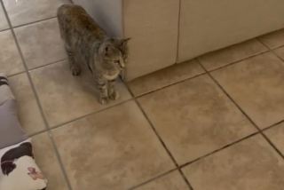 Illustration de l'article : En retrouvant le panier vide de ses chatons, une femme s’inquiète avant de découvrir leur cachette attendrissante (vidéo)