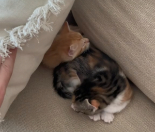 Illustration de l'article : En retrouvant le panier vide de ses chatons, une femme s&rsquo;inqui&egrave;te avant de d&eacute;couvrir leur cachette attendrissante (vid&eacute;o)