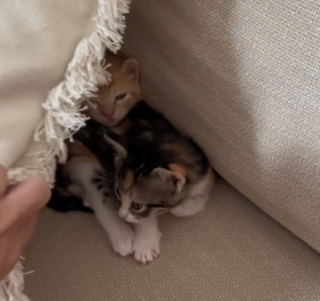 Illustration de l'article : En retrouvant le panier vide de ses chatons, une femme s’inquiète avant de découvrir leur cachette attendrissante (vidéo)