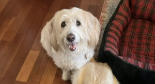 Illustration de l'article : Il ressemblait trait pour trait à son chien : une femme se rend dans un refuge et est submergée par l’émotion (vidéo)