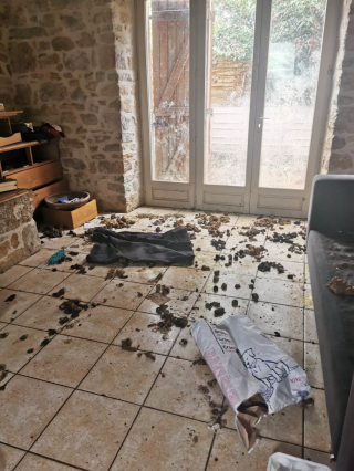 Illustration de l'article : Le sauvetage de Yana et Goliath : deux chiens retrouvés abandonnés dans une maison devenue insalubre (vidéo)