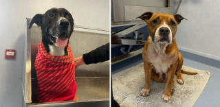 Illustration de l'article : Le sauvetage de Yana et Goliath : deux chiens retrouvés abandonnés dans une maison devenue insalubre (vidéo)