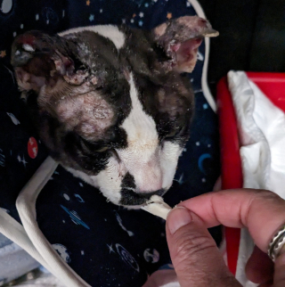 Illustration de l'article : Un long chemin vers la guérison commence pour Fortis, un chat maltraité par un individu mal intentionné