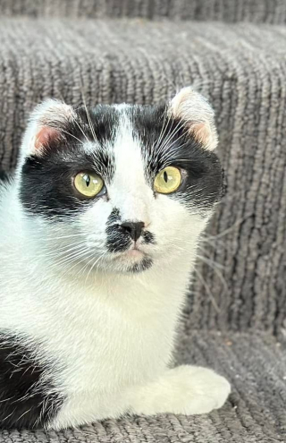 Illustration de l'article : Un long chemin vers la guérison commence pour Fortis, un chat maltraité par un individu mal intentionné