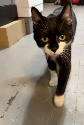 Illustration de l'article : L’émouvant parcours de Baby Cat, une chatte qui a fait confiance à un couple en le rendant témoin d’un magnifique spectacle (vidéo)