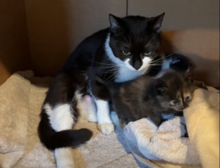 Illustration de l'article : L’émouvant parcours de Baby Cat, une chatte qui a fait confiance à un couple en le rendant témoin d’un magnifique spectacle (vidéo)