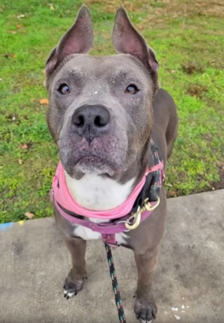 Illustration de l'article : 300 jours après une disparition déchirante, les propriétaires d’une chienne reçoivent une étonnante nouvelle sur Facebook (vidéo)