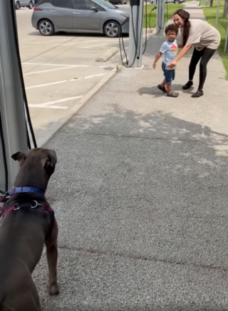 Illustration de l'article : 300 jours après une disparition déchirante, les propriétaires d’une chienne reçoivent une étonnante nouvelle sur Facebook (vidéo)