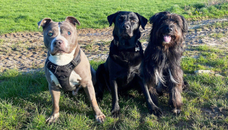 Illustration de l'article : Atteint de cécité, ce chien confié à un refuge à l’âge de 6 ans a retrouvé l’espoir auprès d’une bénévole tombée sous le charme
