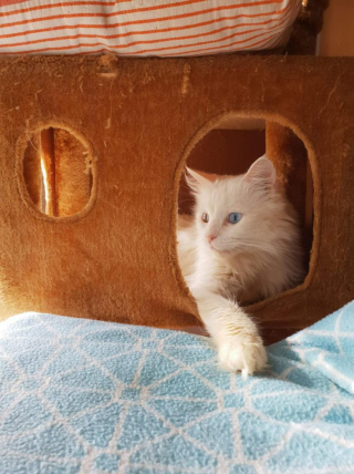 Illustration de l'article : Ce chat abandonné à cause de son diabète a trouvé une place inespérée auprès d’une famille d’accueil compatissante