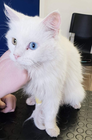 Illustration de l'article : Ce chat abandonné à cause de son diabète a trouvé une place inespérée auprès d’une famille d’accueil compatissante