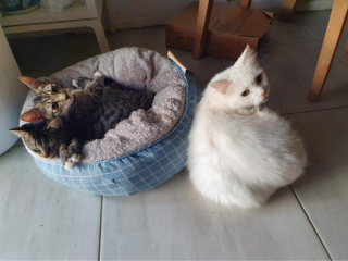 Illustration de l'article : Ce chat abandonné à cause de son diabète a trouvé une place inespérée auprès d’une famille d’accueil compatissante