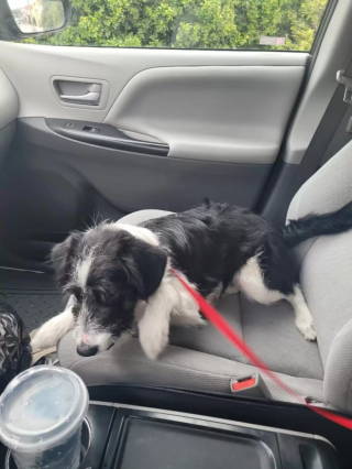 Illustration de l'article : Un chien parvient à tourner la page de son abandon et de ses craintes grâce au regard bienveillant d’une petite fille