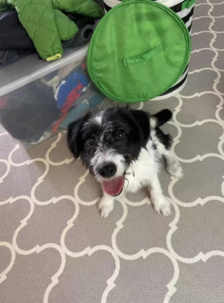 Illustration de l'article : Un chien parvient à tourner la page de son abandon et de ses craintes grâce au regard bienveillant d’une petite fille