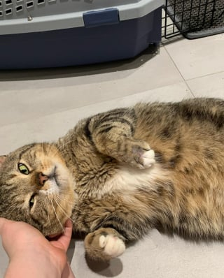 Illustration de l'article : Soigné pour une blessure à la patte, un chat errant reconnaissant devient le roi des câlins