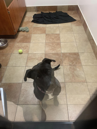 Illustration de l'article : Les larmes de joie des sauveteurs en voyant leur prot&eacute;g&eacute;e quitter le refuge apr&egrave;s 2 ans d&rsquo;attente 