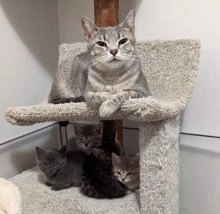 Illustration de l'article : Après avoir donné naissance à ses chatons dans des conditions insalubres, une chatte reprend espoir grâce à l’intervention d’un refuge local