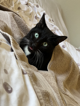 Illustration de l'article : Un chat blessé par une brochette en métal était incapable de fermer la bouche avant son sauvetage