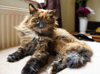 Illustration de l'article : Du haut de ses 32 ans, Rosie serait la chatte vivante la plus âgée du monde
