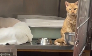 Illustration de l'article : Après 10 années passées dans une cage, un chat découvre la joie de partager son quotidien avec une maîtresse compatissante (vidéo)