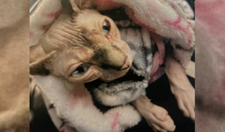 Illustration de l'article : Quatre mois après un cambriolage dans un hôtel et d’intenses recherches, un chat est retrouvé parmi le butin des malfaiteurs