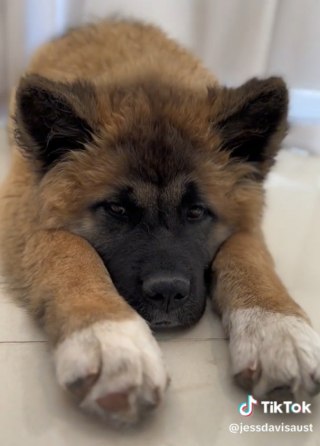 Illustration de l'article : Du d&eacute;sespoir au soulagement : le long chemin de Kuma, cette chienne qui a d&ucirc; porter les s&eacute;quelles de cinq refus d&rsquo;adoption