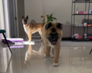 Illustration de l'article : Du d&eacute;sespoir au soulagement : le long chemin de Kuma, cette chienne qui a d&ucirc; porter les s&eacute;quelles de cinq refus d&rsquo;adoption