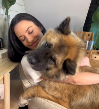 Illustration de l'article : Du d&eacute;sespoir au soulagement : le long chemin de Kuma, cette chienne qui a d&ucirc; porter les s&eacute;quelles de cinq refus d&rsquo;adoption