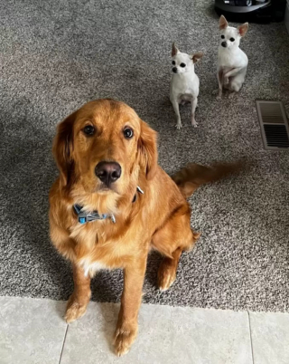 Illustration de l'article : Compatissant et bienveillant, un Golden Retriever se fait l’interprète d’un Chihuahua anéanti après la perte de sa sœur (vidéo)
