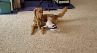 Illustration de l'article : Compatissant et bienveillant, un Golden Retriever se fait l’interprète d’un Chihuahua anéanti après la perte de sa sœur (vidéo)