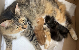 Illustration de l'article : Bobbi et Franki, 2 chattes abandonnées et complices, reçoivent l’aide généreuse de donateurs pour élever une portée de chatons