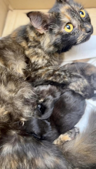 Illustration de l'article : Bobbi et Franki, 2 chattes abandonnées et complices, reçoivent l’aide généreuse de donateurs pour élever une portée de chatons