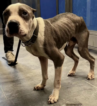 Illustration de l'article : « La vie est revenue dans ses yeux » : un chien autrefois violenté et mal-en-point montre son soulagement en débordant d’affection