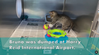 Illustration de l'article : Au beau milieu d’un aéroport, un chaton retrouvé avec ses jouets pour seule compagnie (vidéo)