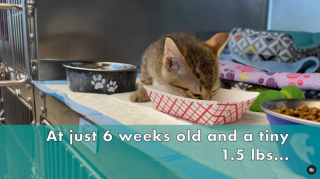 Illustration de l'article : Au beau milieu d’un aéroport, un chaton retrouvé avec ses jouets pour seule compagnie (vidéo)