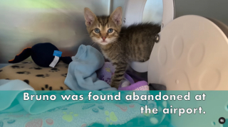Illustration de l'article : Au beau milieu d&rsquo;un a&eacute;roport, un chaton retrouv&eacute; avec ses jouets pour seule compagnie (vid&eacute;o)