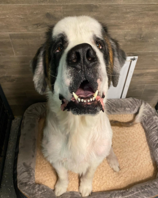 Illustration de l'article : Le visage d&rsquo;un Saint-Bernard autrefois n&eacute;glig&eacute; s&rsquo;illumine lorsqu&rsquo;il comprend que sa vie va changer (vid&eacute;o)