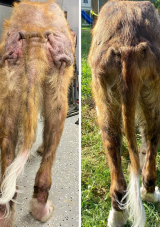 Illustration de l'article : Le visage d&rsquo;un Saint-Bernard autrefois n&eacute;glig&eacute; s&rsquo;illumine lorsqu&rsquo;il comprend que sa vie va changer (vid&eacute;o)