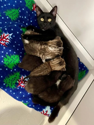 Illustration de l'article : Outré, un homme fait la rencontre étonnante de 6 chatons et leur maman enfermés dans un carton destiné aux ordures