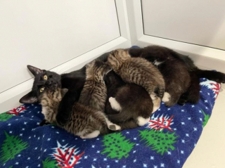 Illustration de l'article : Outré, un homme fait la rencontre étonnante de 6 chatons et leur maman enfermés dans un carton destiné aux ordures