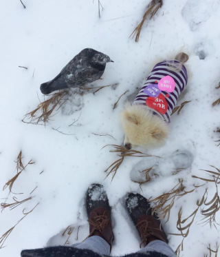 Illustration de l'article : Une femme partage l’amitié surprenante entre son chien son pigeon (vidéo) 