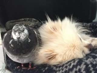 Illustration de l'article : Une femme partage l’amitié surprenante entre son chien son pigeon (vidéo) 