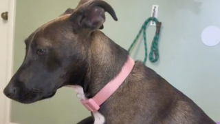 Illustration de l'article : Délaissé par des maîtres immatures, cet adorable chiot de 6 mois a été abandonné pour une raison consternante (vidéo)