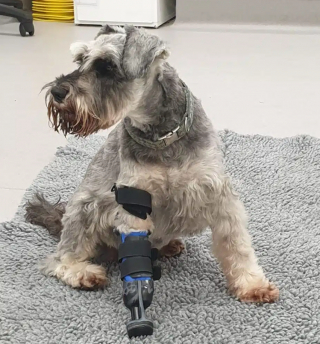 Illustration de l'article : La vie d&rsquo;un chien sportif change radicalement apr&egrave;s son amputation, mais l&rsquo;espoir rena&icirc;t pendant sa r&eacute;&eacute;ducation