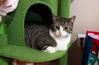 Illustration de l'article : Un chat caché dans un vieux canapé échappe de peu au broyeur de la déchetterie