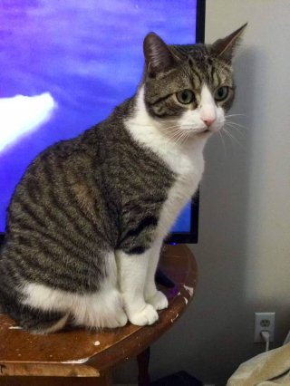 Illustration de l'article : Un chat caché dans un vieux canapé échappe de peu au broyeur de la déchetterie