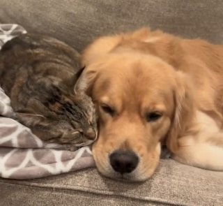 Illustration de l'article : L’amitié durable entre un Golden Retriever et un chat du même âge a touché le cœur de nombreux internautes (vidéo)