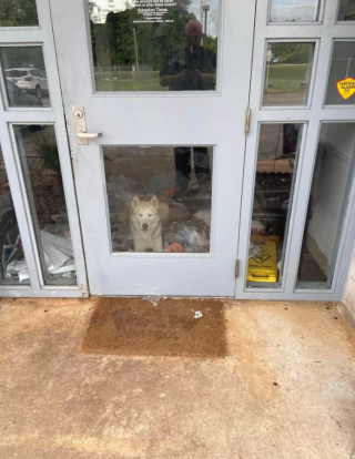 Illustration de l'article : Un nouveau départ pour Titan, le Husky destructeur mais irrésistible