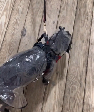 Illustration de l'article : La comédie d’une chienne qui reçoit une goutte de pluie sur la tête alors qu’elle ne voulait pas sortir (vidéo)