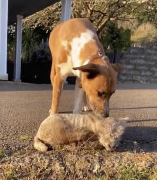 Illustration de l'article : Découvrez comment Max, une adorable chienne, a adopté un agneau rejeté par sa maman (vidéo)
